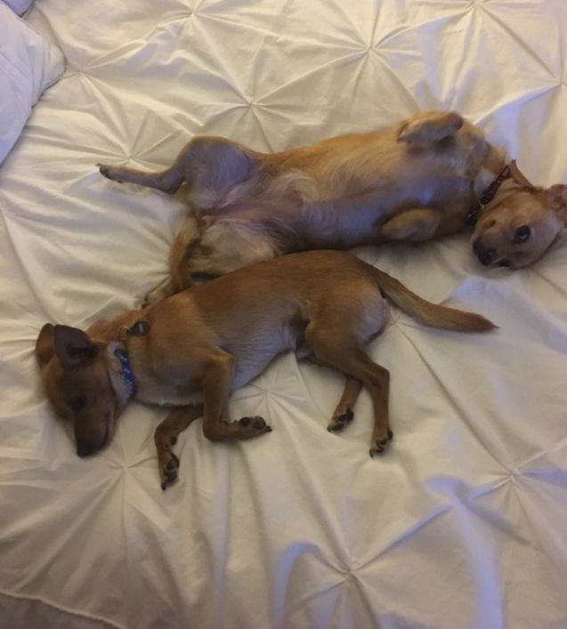 Bella & Ryder